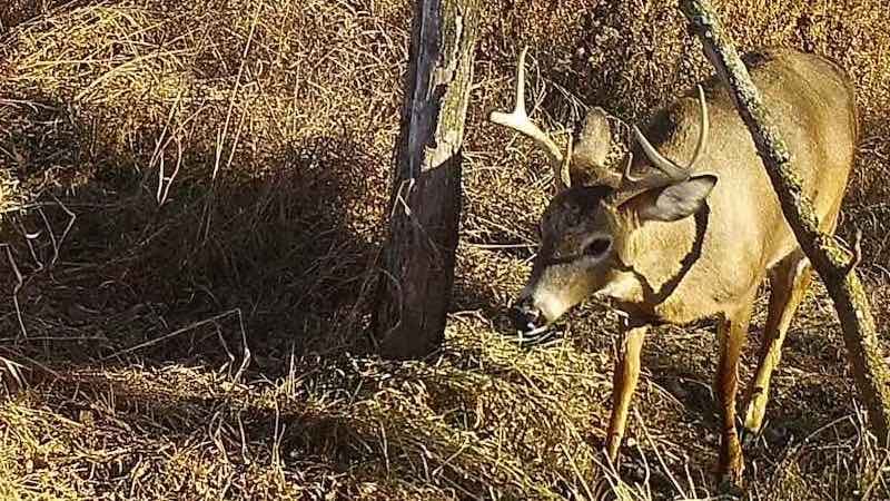 Photo of a 6 point buck